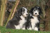 BEARDED COLLIE 433